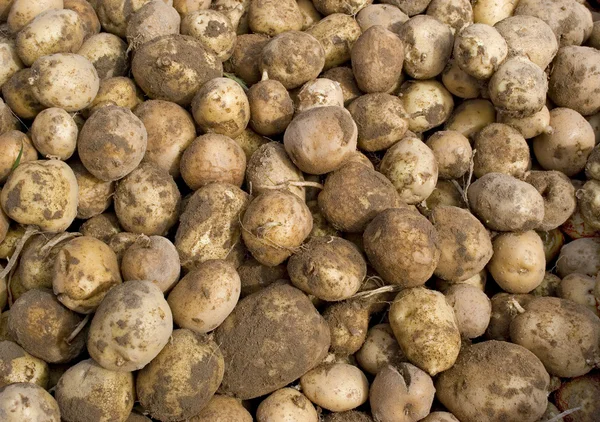 Raccolta delle patate Foto Stock