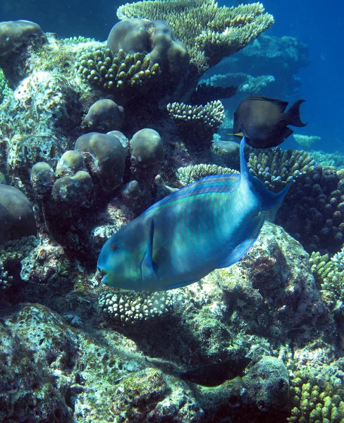 Underwater World — Stock Photo, Image