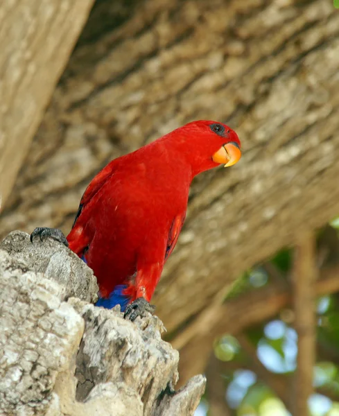Red Parrot Sits Tree — Stock Photo, Image