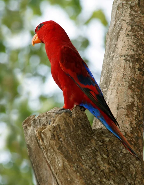 Red Parrot Sits Tree — Stock Photo, Image