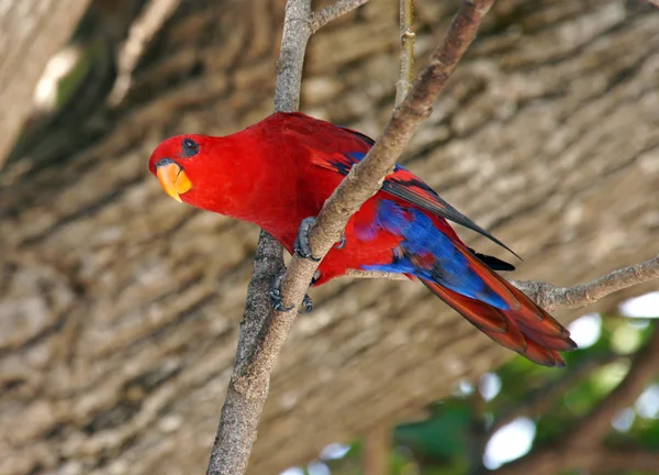 stock image Red parrot