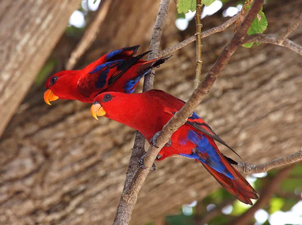 Papagaio-vermelho Fotos De Bancos De Imagens Sem Royalties