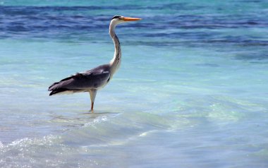 okyanus kıyısında heron maliyeti