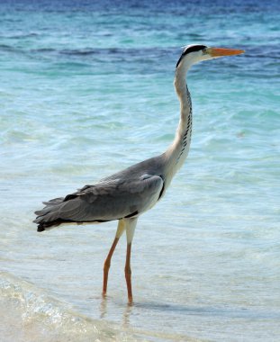 okyanus kıyısında heron maliyeti