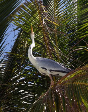 okyanus kıyısında heron maliyeti