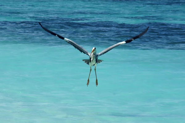 The heron costs on an ocean coast — Stock Photo, Image