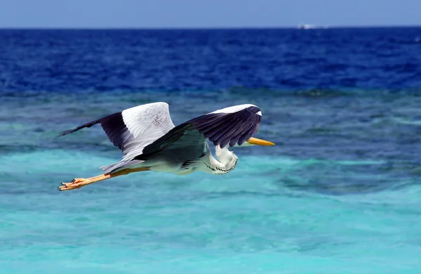 The heron costs on an ocean coast — Stock Photo, Image
