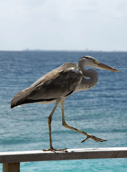 stock image The heron costs on an ocean coast