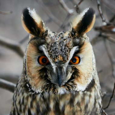 Screech-owl portrait. clipart