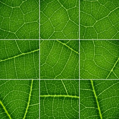 Green backgrounds set. Oak leaf closeup, super macro. clipart