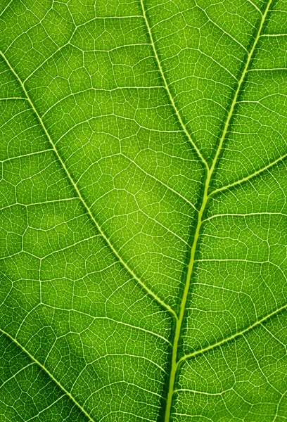 Fond vert. Texture des feuilles de chêne gros plan . — Photo
