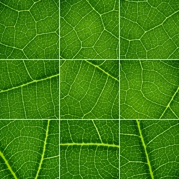 Green backgrounds set. Oak leaf closeup, super macro. — Stock Photo, Image