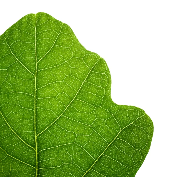 녹색 오크 잎입니다. 클로즈업, 절연. — 스톡 사진