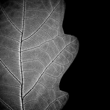 Сlose-up of leaf veins, monochrome. clipart