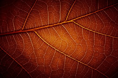 Leaf vein texture clipart