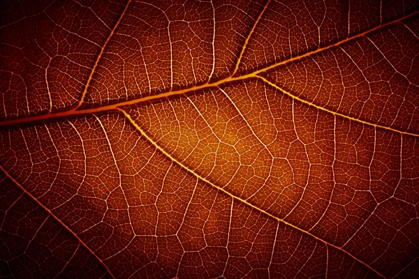 Textura da veia foliar — Fotografia de Stock
