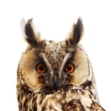 Long-eared owl portrait, isolated on white clipart