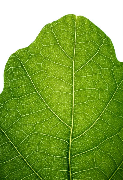 Top of an oak leaf, isolated on white, closeup. — Stock Photo, Image