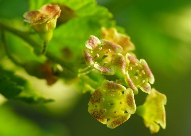 Johannisbeerblüten Nahaufnahme