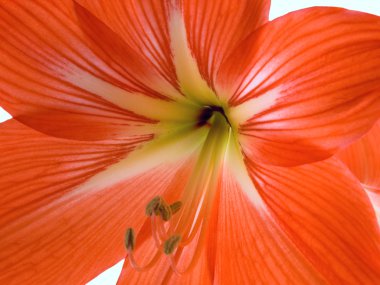 Çiçek yaktı fotoğraf bir hippeastrum (hibridum hort (lat.)) yumuşak olduğunu