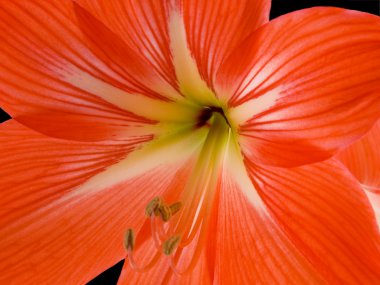 Hippeastrum