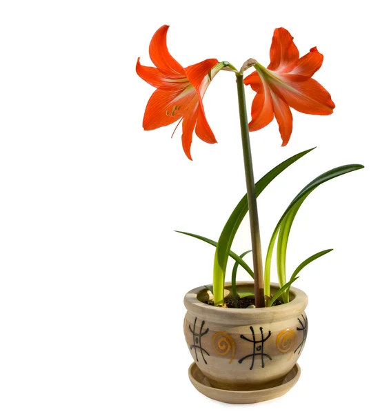 Stock image Photo of a hippeastrum (hibridum hort (lat.)) flower-lit is soft