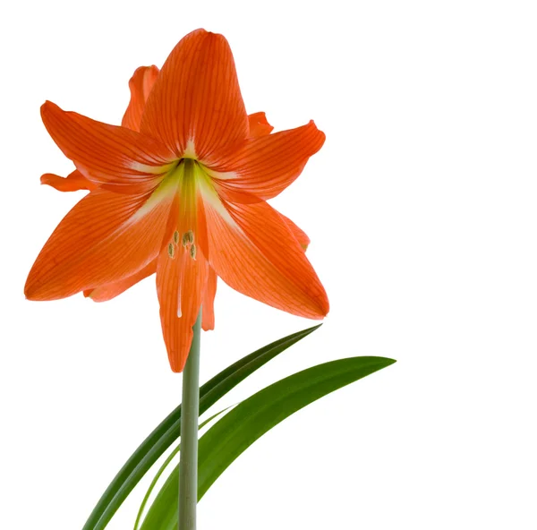 stock image Photo of a hippeastrum (hibridum hort (lat.)) flower-lit is soft