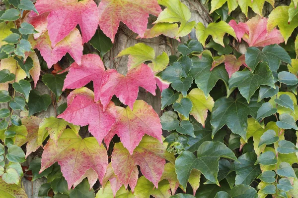 Outono Boston Ivy fundo — Fotografia de Stock
