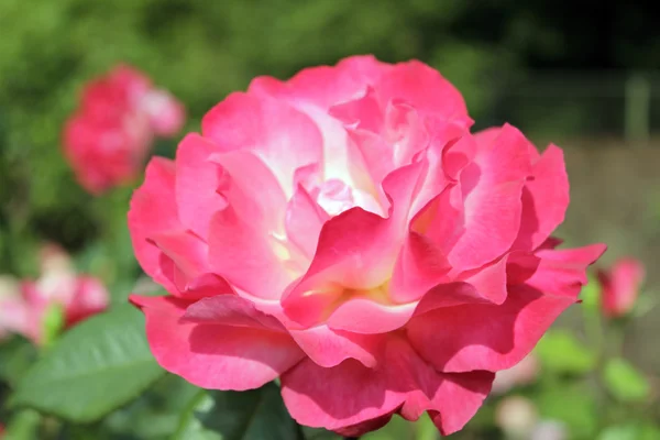 stock image Red Rose Flower Outside