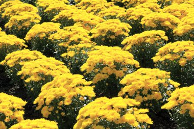sarı kasımpatı çiçekleri