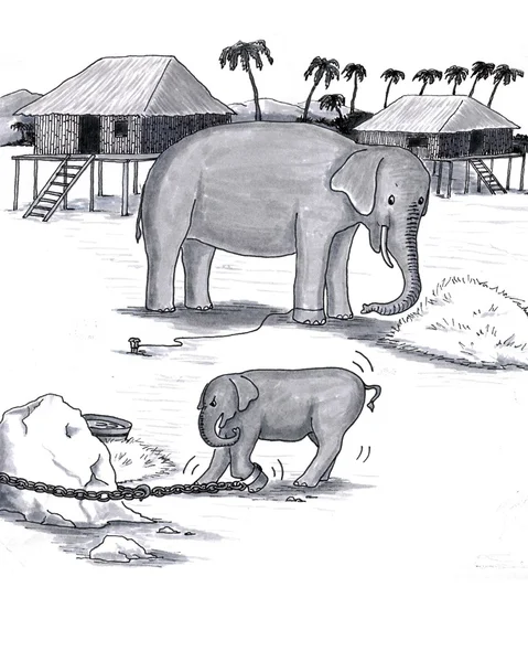 大象被囚禁 — 图库照片