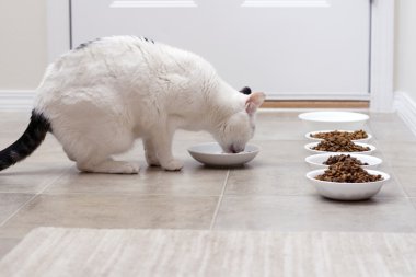 Kuru gıda ve su da mevcut dört farklı Kazanlı yetişkin kedi yemek ıslak kedi maması.