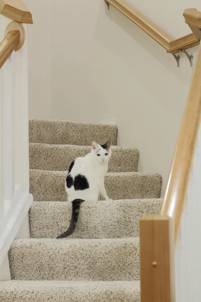 Cute Black White Cat Sitting Stairs Foyer Home — Stock Photo, Image