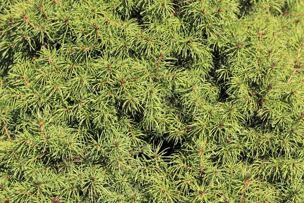 Dwarf Evergreen — Stock Photo, Image