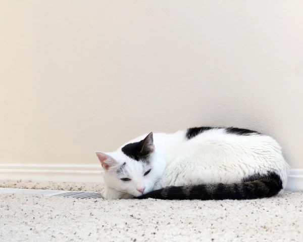 고양이 온난화 바닥 환기 — 스톡 사진