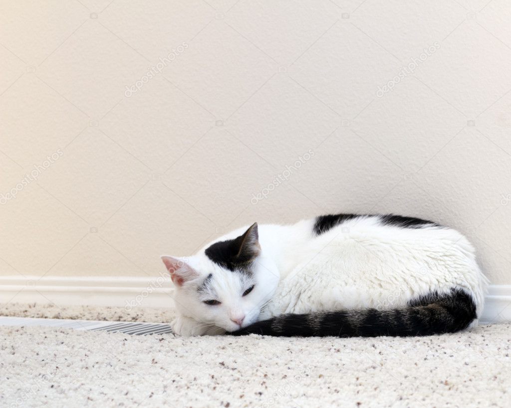 Cat Warming Floor Vent