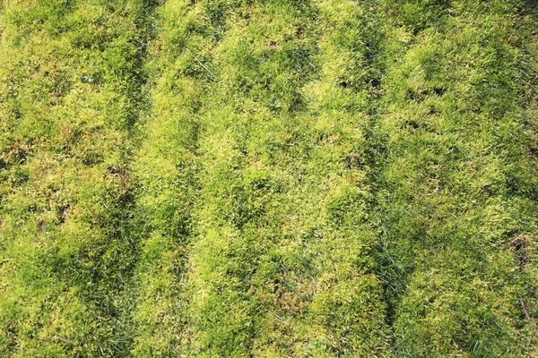 Mossy Grass — Stock Photo, Image