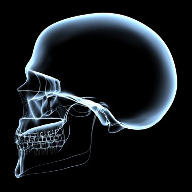 Human Skull - X-Ray Side View clipart