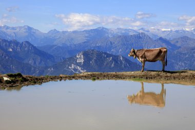 Brown Cow at a Lake looks to the Mountains clipart