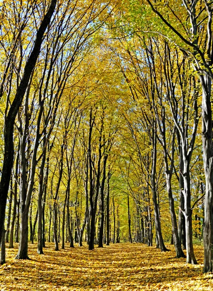 stock image Yellow valley among beeches trees