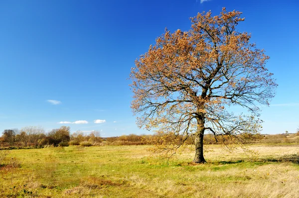 stock image Lonely autumn oak tree