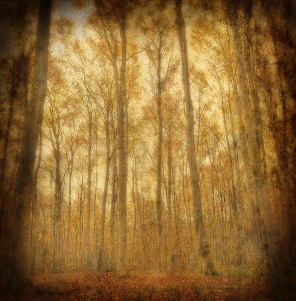 Grunge sonbahar kayın ormanı — Stok fotoğraf
