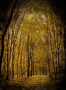 Yellow valley among beeches trees clipart