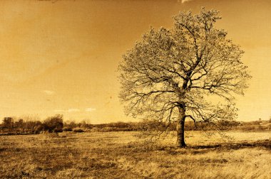 Lonely autumn oak tree retro photo clipart