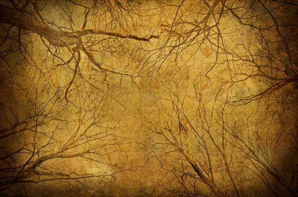 Grunge galhos de árvores no céu — Fotografia de Stock