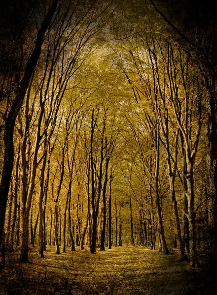 Yellow valley among beeches trees — Stock Photo, Image