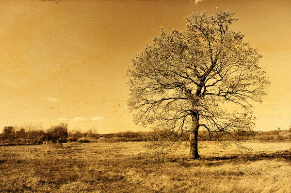 Yalnız Sonbahar meşe ağacı retro fotoğraf — Stok fotoğraf