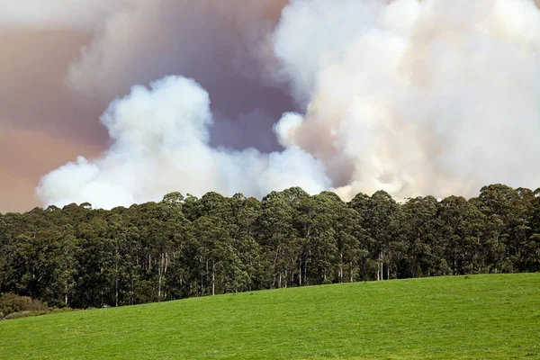 stock image Forest Fire