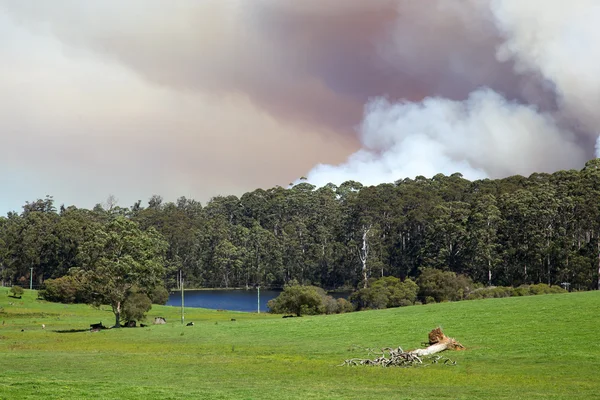 stock image Forest Fire