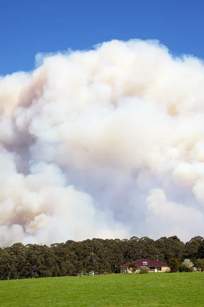 stock image Forest Fire